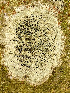 Lecidella lichen (Lecidella elaeochroma)
