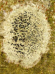 Lecidella lichen (Lecidella elaeochroma) photo