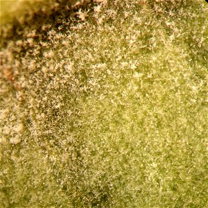 Flickr description Powdery mildew of papaya photo