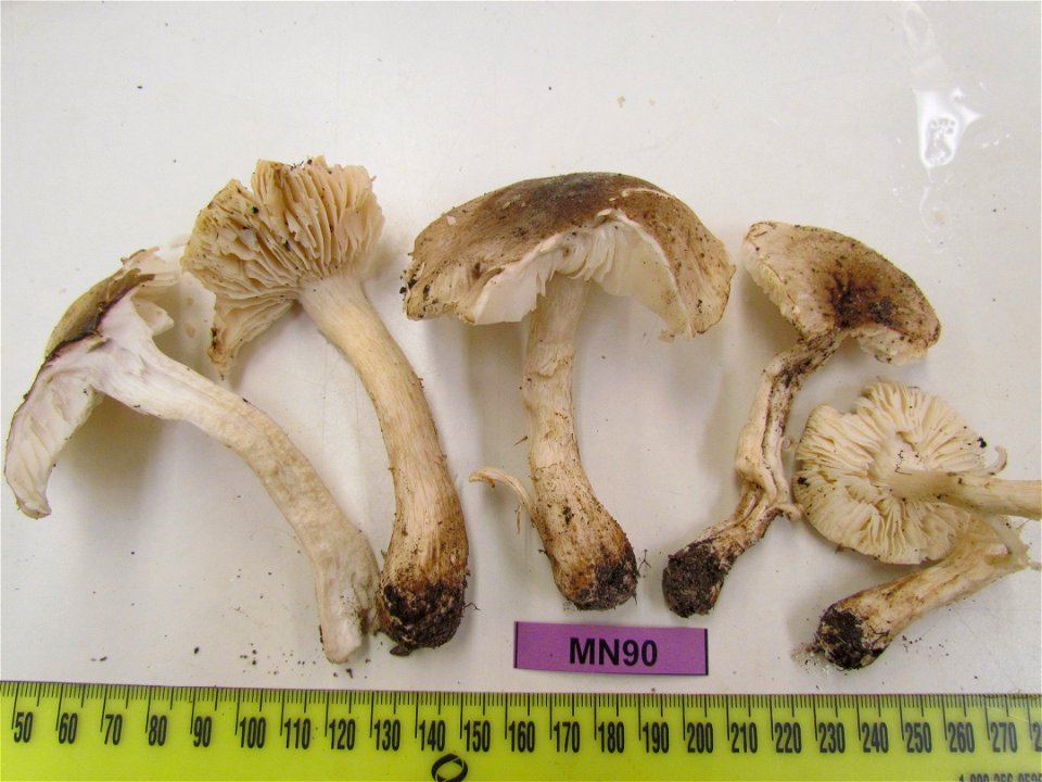 Tricholoma mutabile Shanks ; collected by Nguyen N.H. on 2013-10-11 in United States, Minnesota, Morrison, Cushing, Lake Alexander Woods Scientific Natural Area, at an altitude of 342 meters (112
