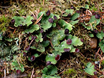 fan pelt lichen (Peltigera venosa) photo