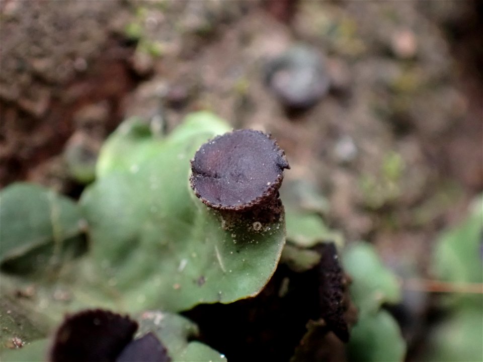 fan pelt lichen (Peltigera venosa)