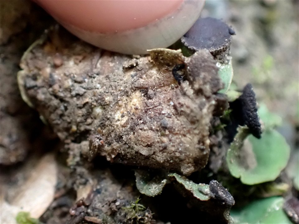 fan pelt lichen (Peltigera venosa)