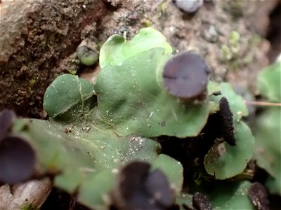 fan pelt lichen (Peltigera venosa) photo