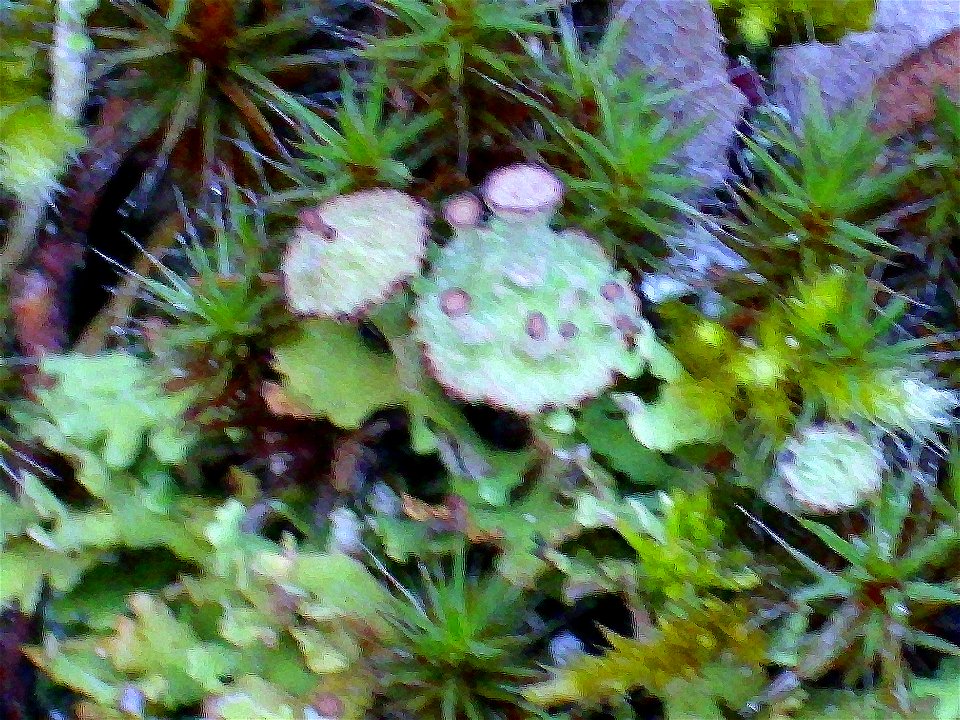 Lichen Cladonia cervicornis subsp. cervicornis close up, in Sierra Madrona, Spain