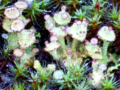 Lichen Cladonia cervicornis subsp. verticillata habit, in Sierra Madrona, Spain photo