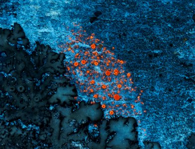 Firedot Lichen (Athallia holocarpa) photo