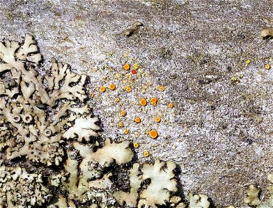Firedot Lichen (Athallia holocarpa)