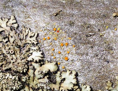 Firedot Lichen (Athallia holocarpa) photo