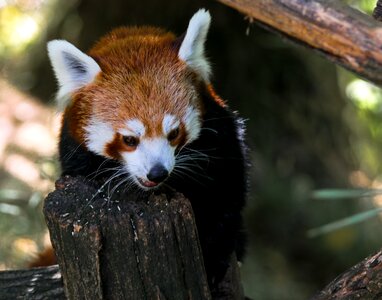 Red panda bear mammal