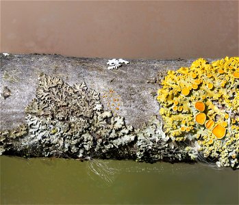 Firedot Lichen (Athallia holocarpa) photo