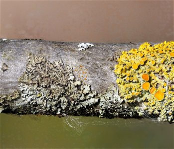 Firedot Lichen (Athallia holocarpa)