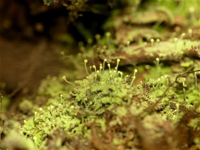 Sulphur Stubble Lichen (Chaenotheca furfuracea) photo
