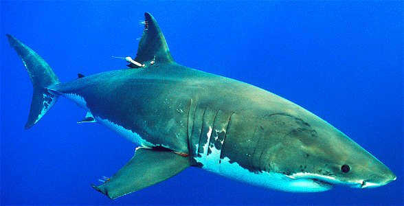 White shark tagged below the dorsal fin with a pop-up satellite tag.