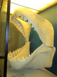Jaws of Carcharodon megalodon. Museum für Naturkunde Berlin photo