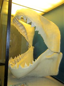 Jaws of Carcharodon megalodon. Museum für Naturkunde Berlin