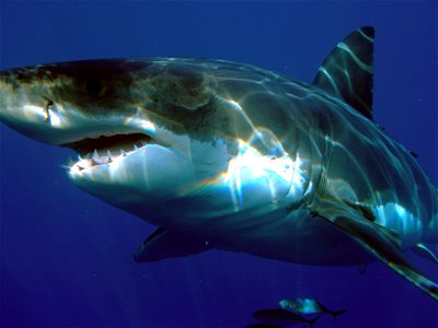Great white shark (Carcharodon carcharias), Isla Guadalupe, Mexico