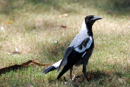 Bird wild nature