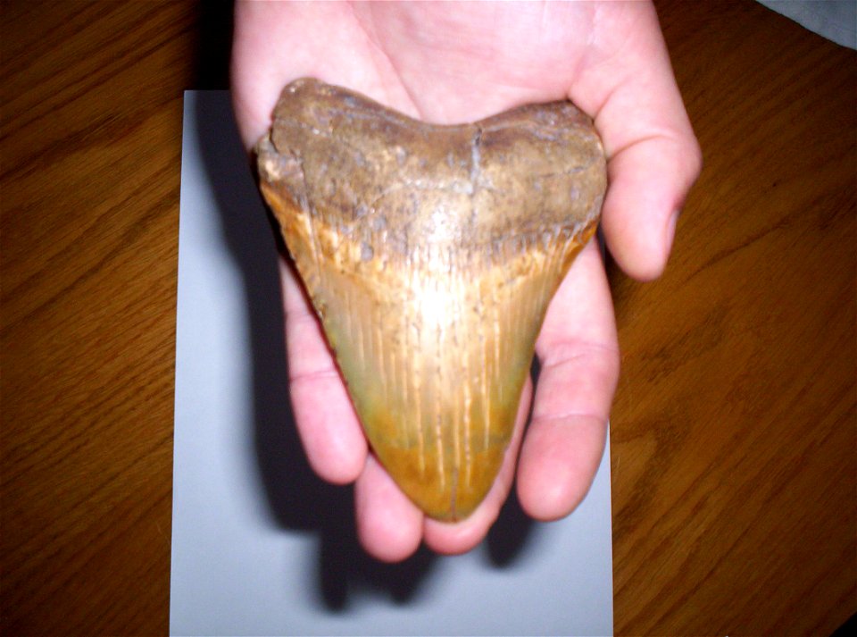 Megalodon tooth, Mecsek, Pécs (Danitz-puszta), Hungary (Miocene)