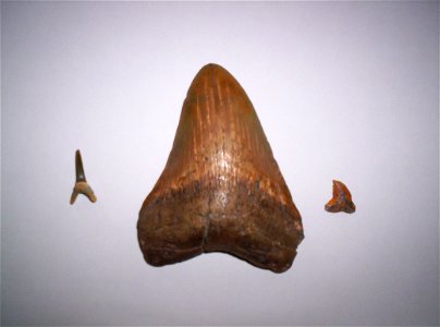 Megalodon tooth (in the middle), Mecsek, Danitz-puszta, Pécs, Hungary (Miocene)