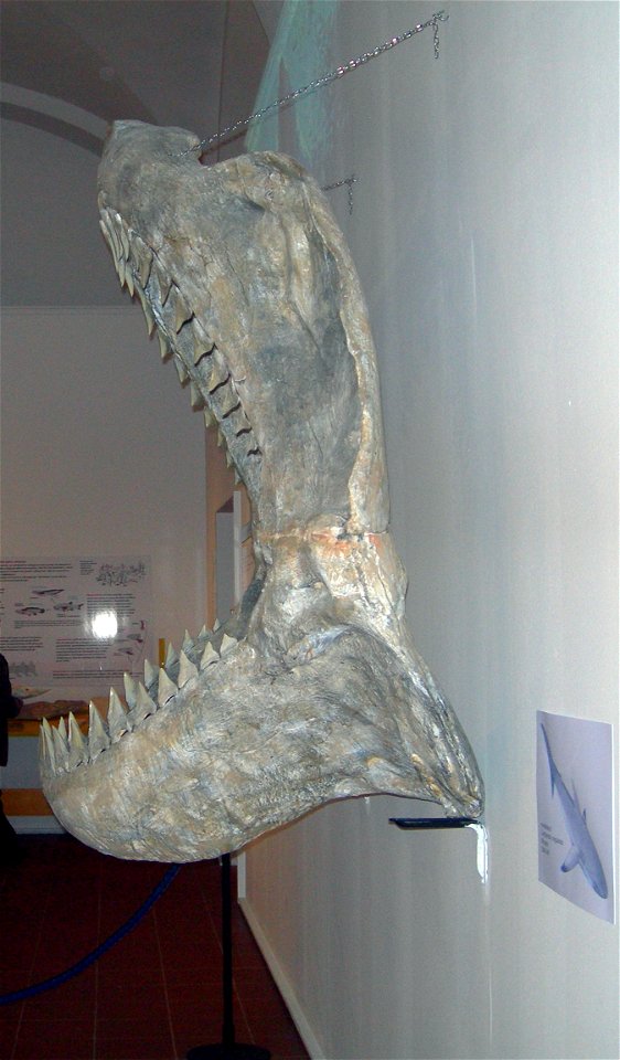 Mandibole Carcharodon megalodon',' Miocene, provenienza Stati Uniti