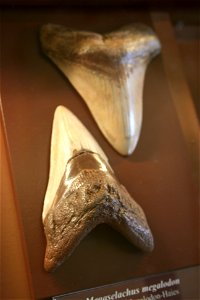 Teeth of a megalodon shark in the NHM Vienna
