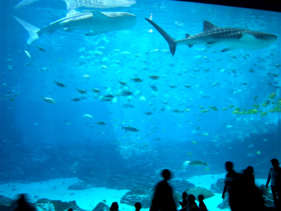 Deux des trois requins-baleines du "Georgia Aquarium" devant le public médusé.