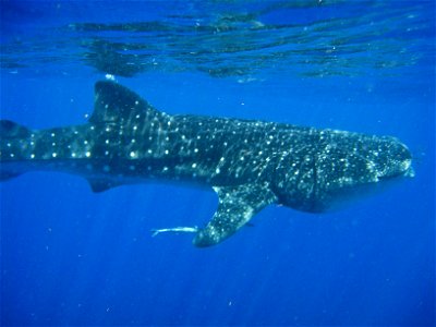 Tiburon ballena photo