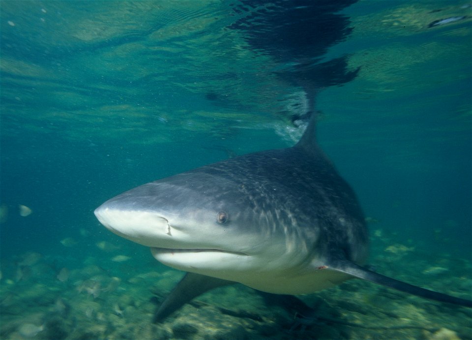 This Bull shark is (was) a frequent visitor from Walkers Cay Bahama's