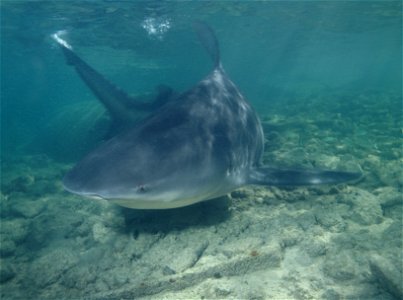 Bull shark, Carcharhinus leucas photo