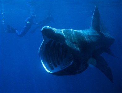 Basking Shark photo