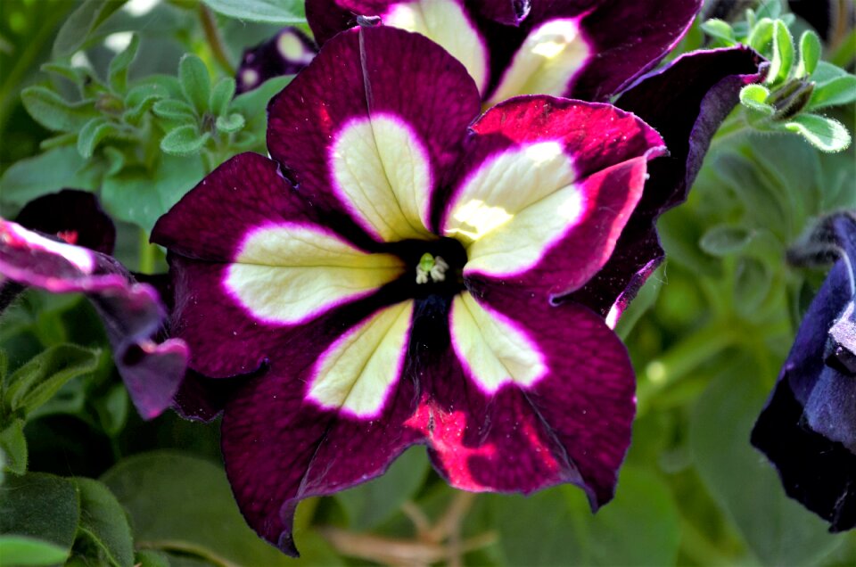 Purple flower spring dyed
