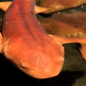 Different types of fishes A bottom feeding shark in the tropical and sub-tropical regions. Ginglymostoma cirratum. photo