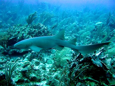 Photo taken by Joseph Thomas near Ambergris Caye, Belize 11-22-2003 photo