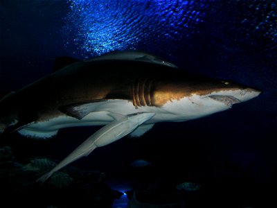 Took this picture myself inside Aquaria KLCC.