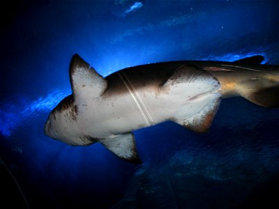 Carcharias taurus

I took this picture on 14 Dec 2007 inside the tunnel of Aquaria KLCC.