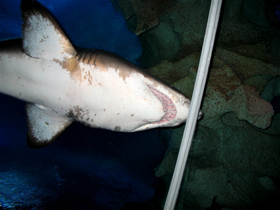 I took this picture on 14 Dec 2007 inside Aquaria KLCC.