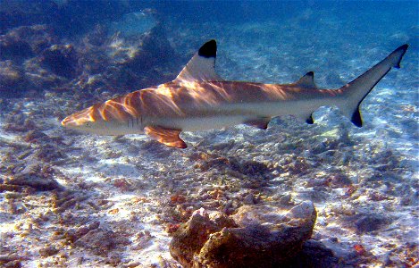 Blacktip reef shark photo