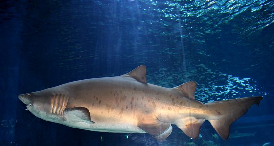 Sand tiger shark or spotted ragged-tooth shark (Carcharias taurus) in Nyíregyháza Zoo, Hungary.