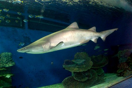 Sand tiger shark or spotted ragged-tooth shark (Carcharias taurus) in Nyíregyháza Zoo, Hungary.