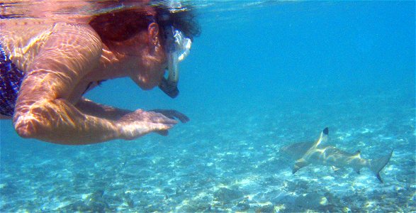 Snorkeler with blacktip reef shark photo