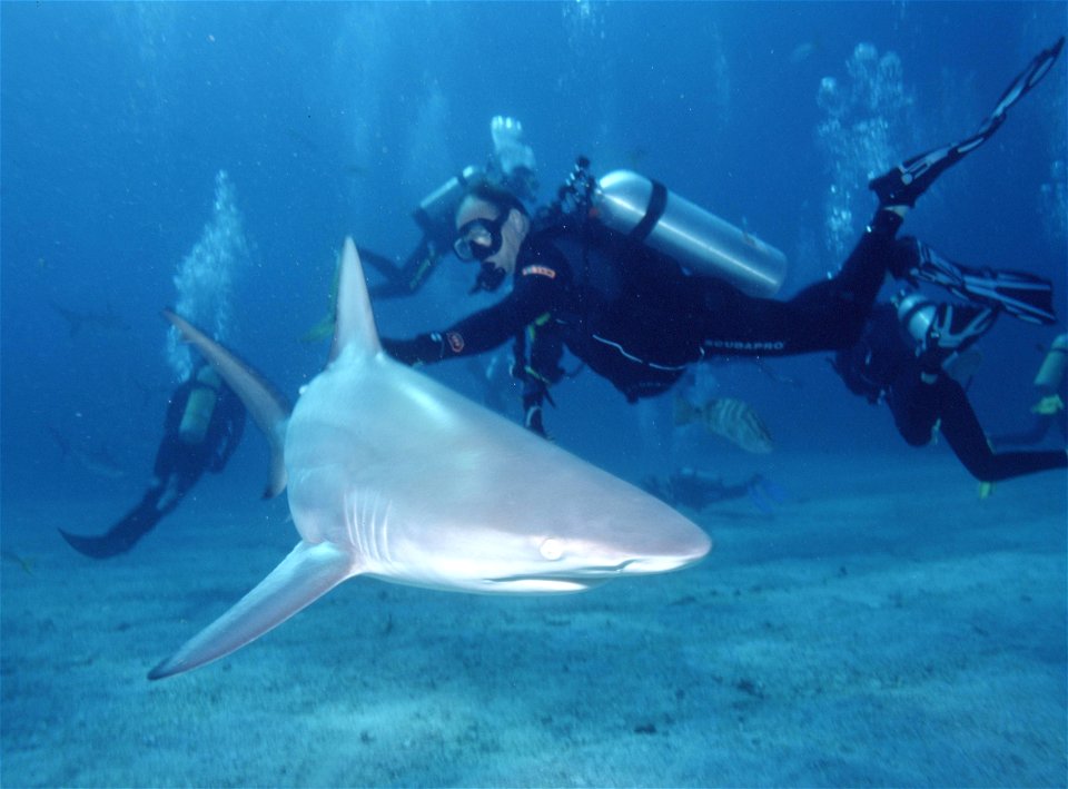 DescriptionCarcharhinus limbatus - Bahamas.jpg

Carcharhinus limbatus



Date

2000



Source

Walers Cay Bahamas



Author

Albert Kok



Permission(Reusing this file)

Public Domain