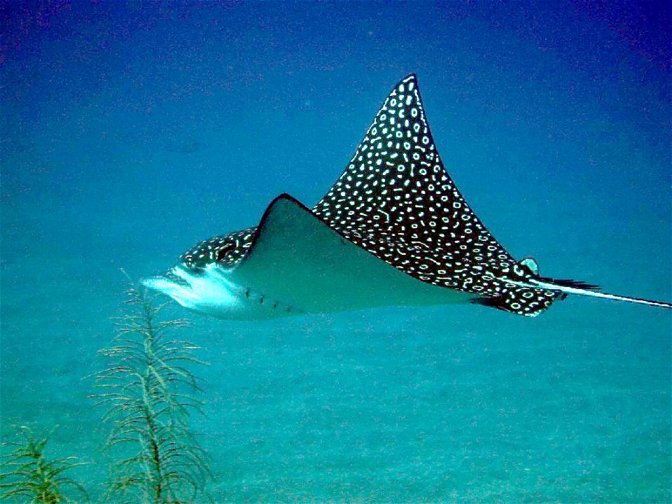 Great Eagle Ray, watch for the spots (binaries)...

Statia 2005-2006 - de Bosset Jean