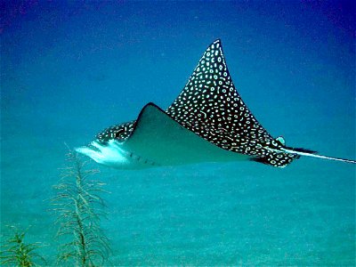 Great Eagle Ray, watch for the spots (binaries)...

Statia 2005-2006 - de Bosset Jean