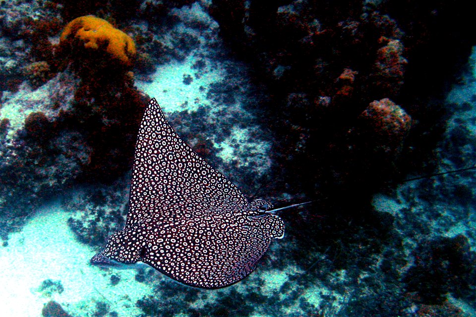 Spotted Eagle Ray picture taken with Canon G7 camera with underwater case while snorkeling at Princess Alexandra National Park (Coral Gardens), Providenciales, Turks and Caicos, on December 17, 2006. 