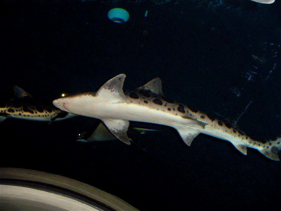 Oregon Coast Aquarium - shark