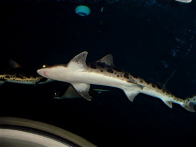 Oregon Coast Aquarium - shark photo