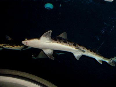 Oregon Coast Aquarium - shark