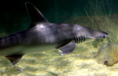 Different types of fishes
The smallest member of the Hammerhead family. Sphyrna tiburo.