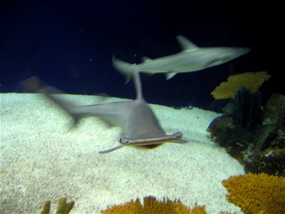 A Bonnethead shark turning at the Aquarium of the Americas photo
